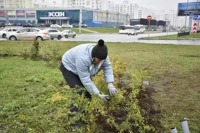 Тынычлык пр. – Төзүчеләр пр. боҗрасында 470 куак утыртканнар