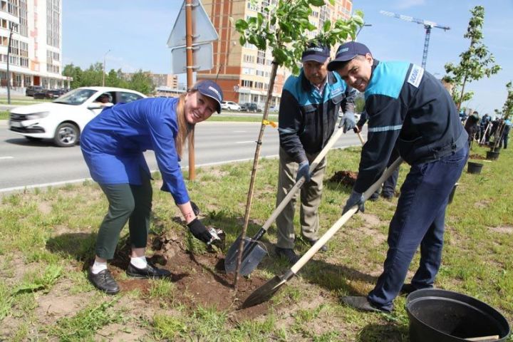 Шинниклар проспектында алмагачлар утыртканнар