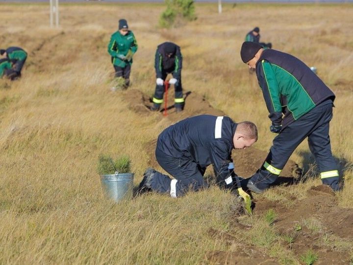 Түбән Кама районында 113 гектардан артык мәйданда агач утыртылачак