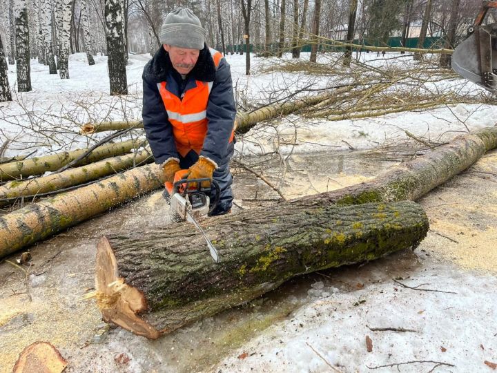 Корыган агачларны кисәләр