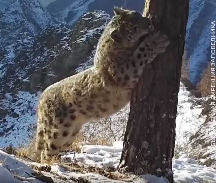 Рөстәм Миңнеханов кар барсы белән видео күрсәтте