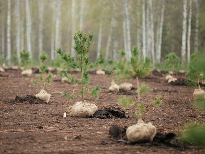 Түбән Каманың «Гаилә» паркында 800 эрбет агачы утыртылды